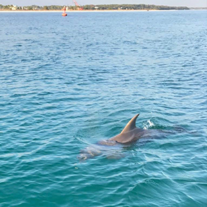Dolphin Tours by Happy Days