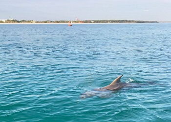 PCB Dolphin with Boaters